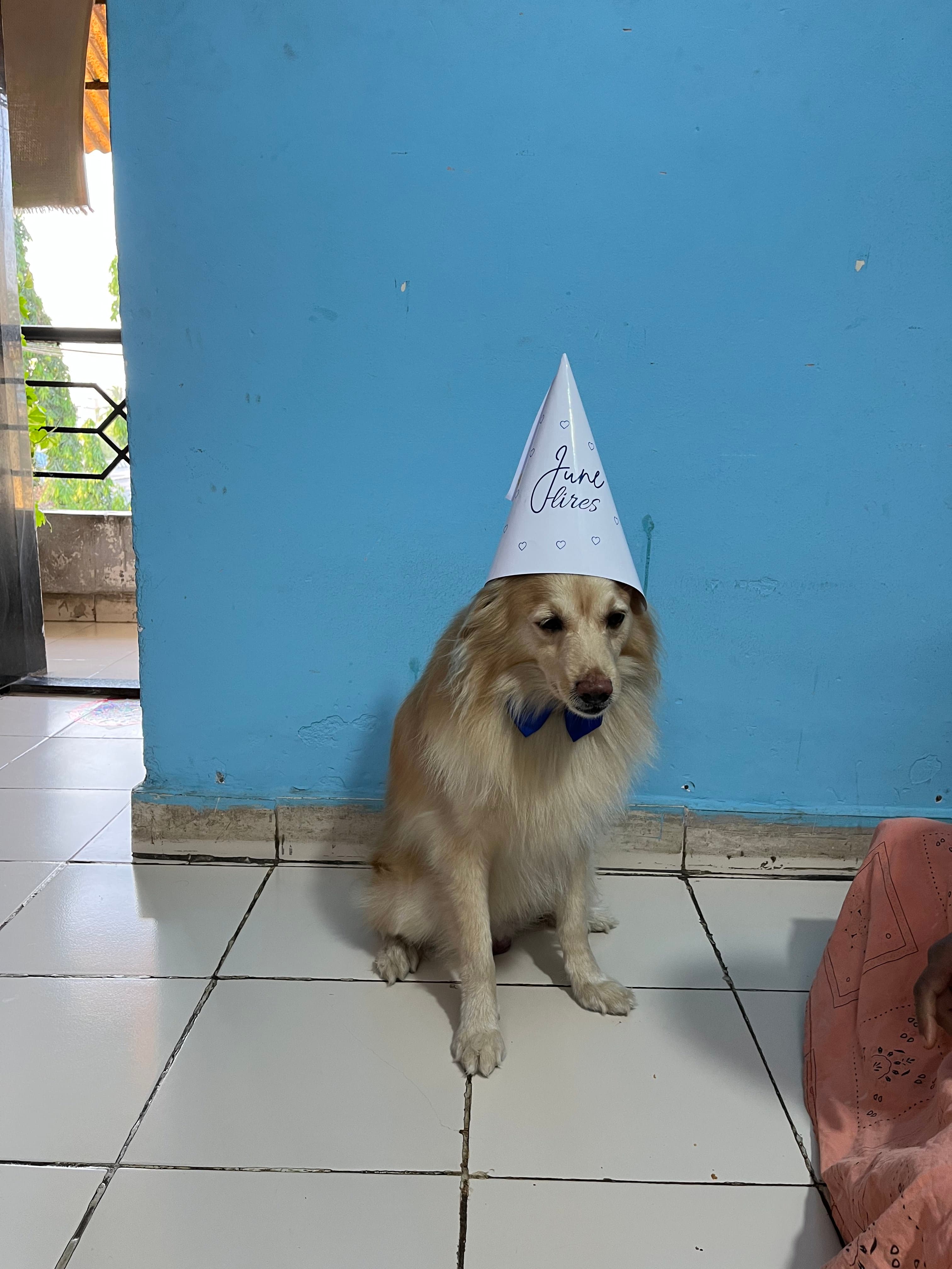 June in a JuneHires party hat and blue bow tie against a soft blue wall.