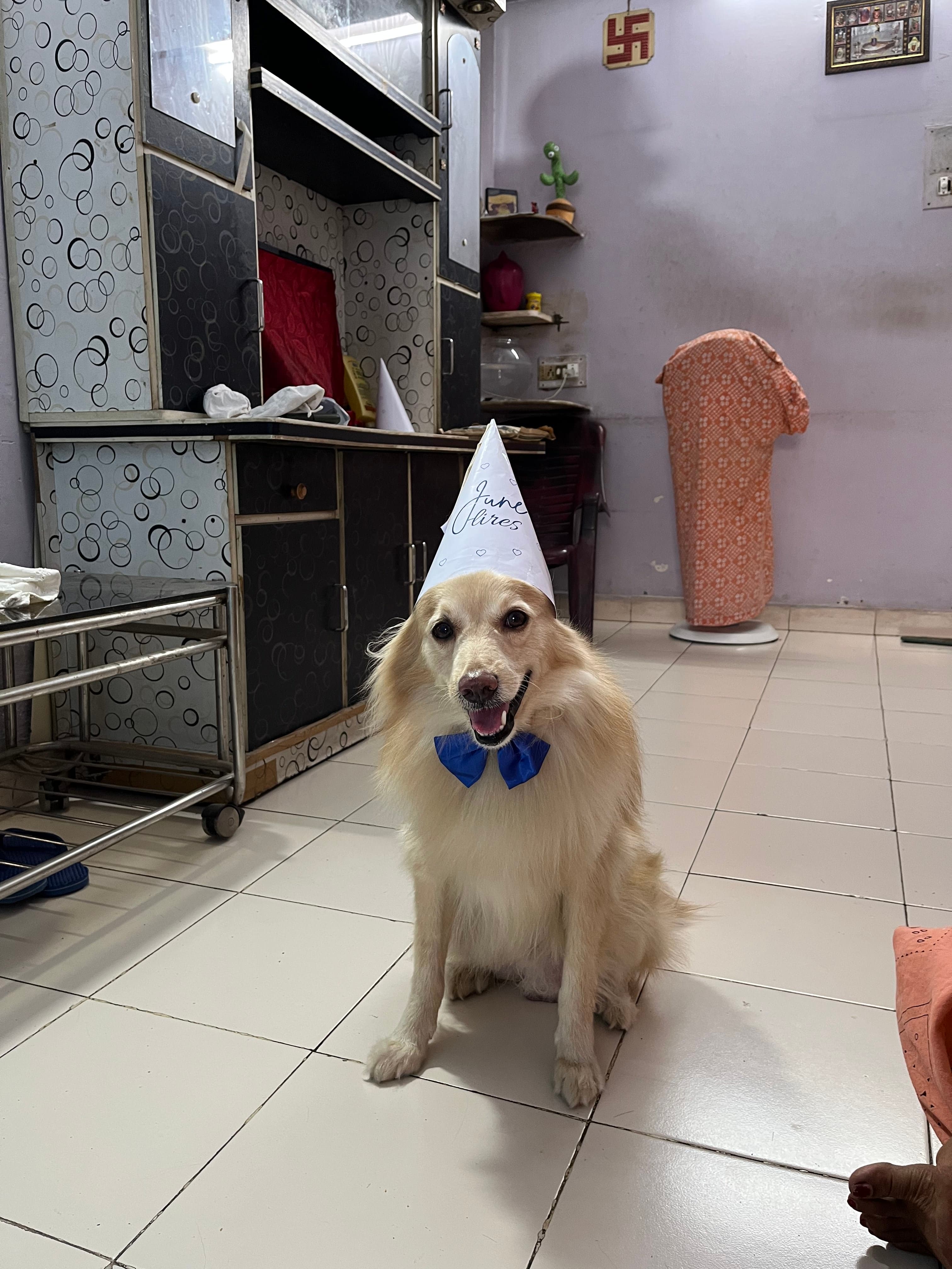 June wearing a handmade JuneHires party hat and royal blue bow tie, looking at the camera.