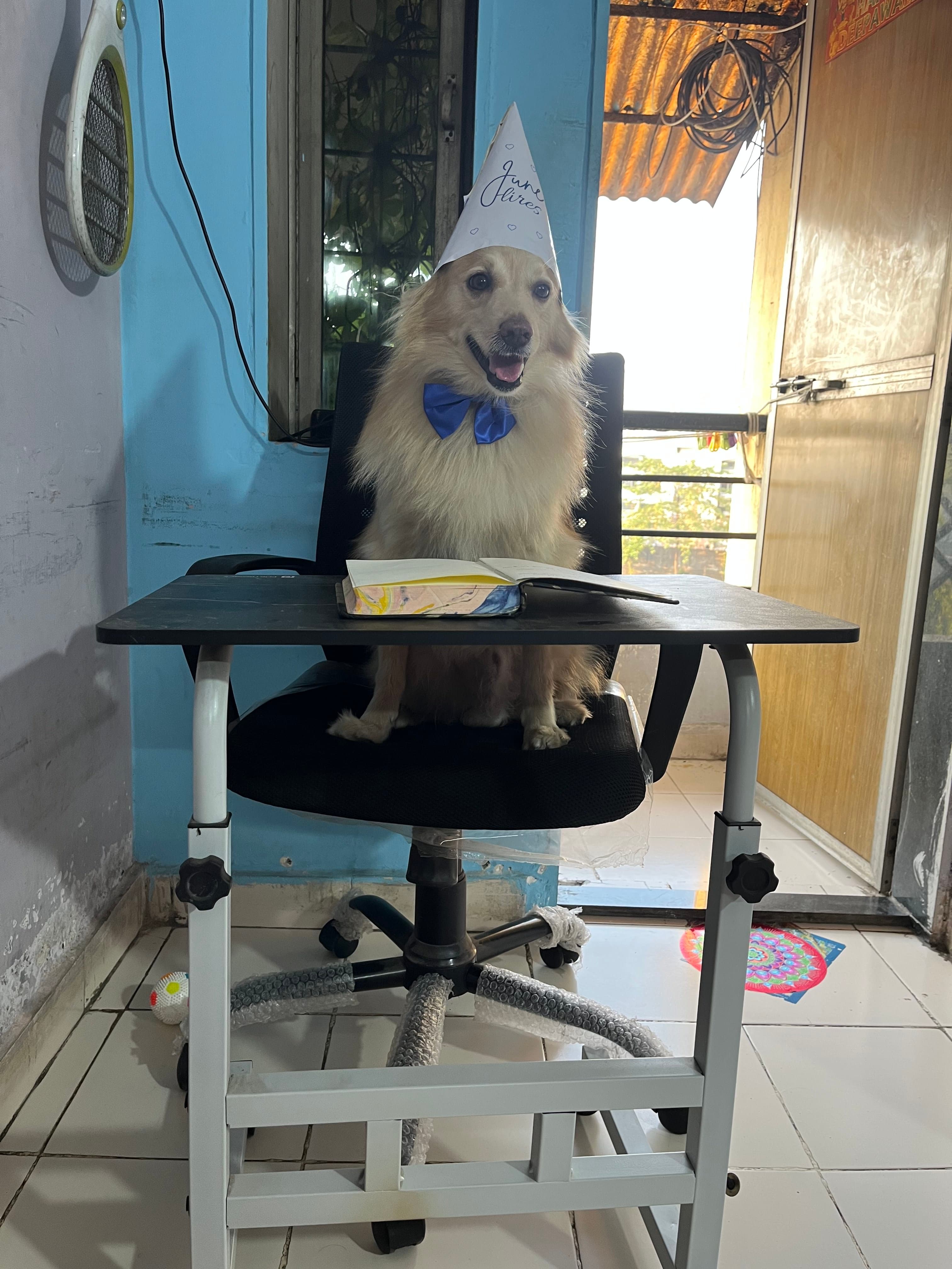 June sitting at a desk in an office chair, wearing a JuneHires party hat and blue bow tie.