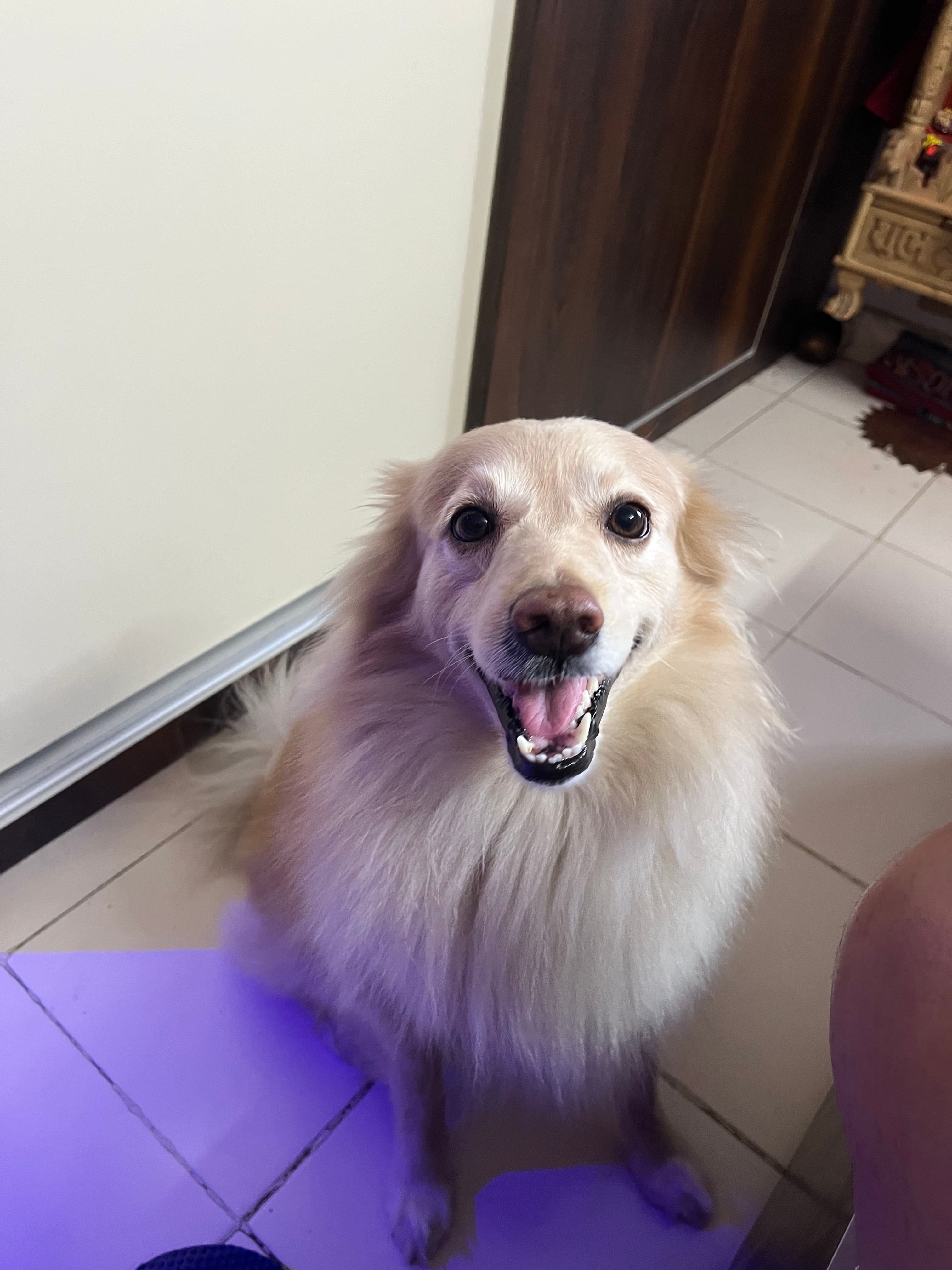 June, a fluffy golden dog, sitting happily and looking up at the camera.